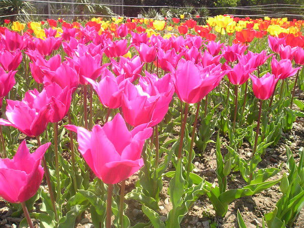 Зинаида Максимова