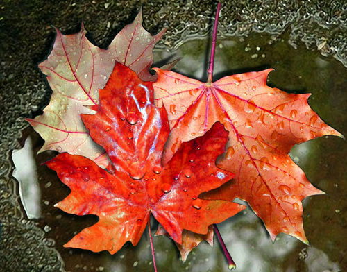 Ирина Семенихина