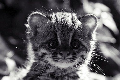 Саша Якимов