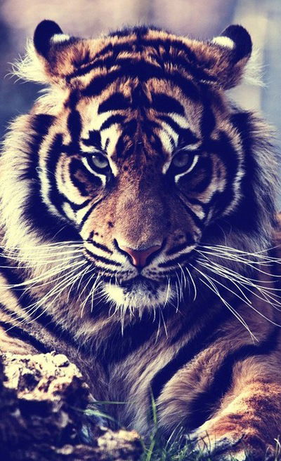 Валерия Яскунова