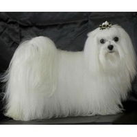 Диана Околодкова