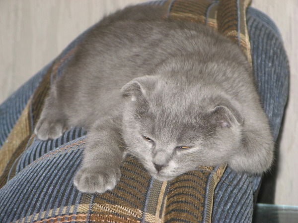 Андрей Лисовский