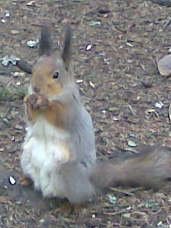 Елена Петрова