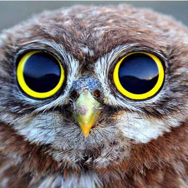 Эммануил Шнифферсон