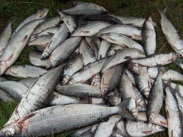 Валентин Киндиков