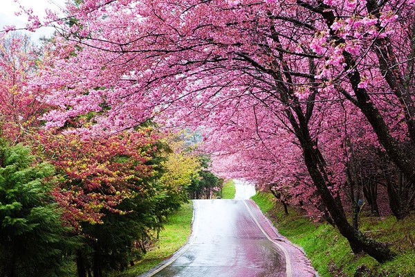 Дмитрий Лёвин