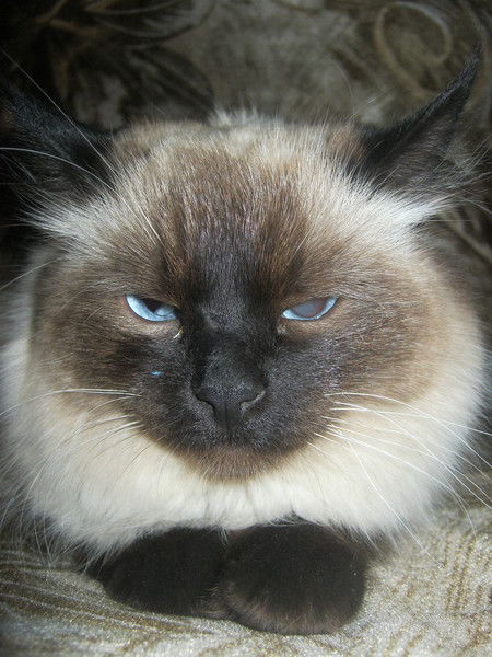 Светлана Радюш