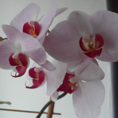 Светлана Иванова