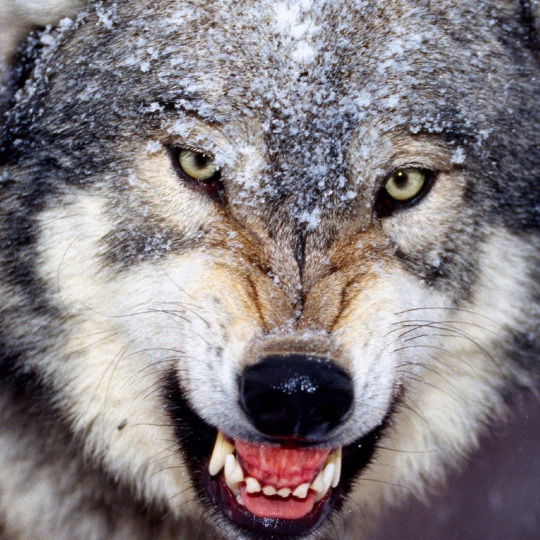 Алекс Деменев