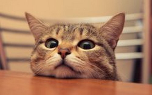 Катя Насальська