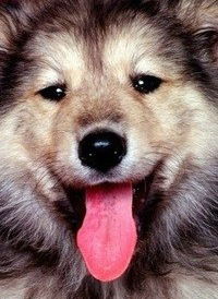 Володя Лидский