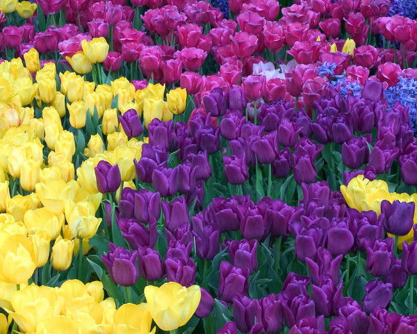 Татьяна Степанцова