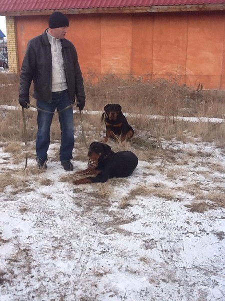 Кинолог Услуги Кинолога