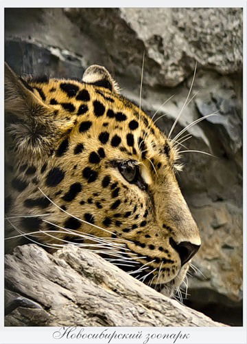 Сергей Зорин