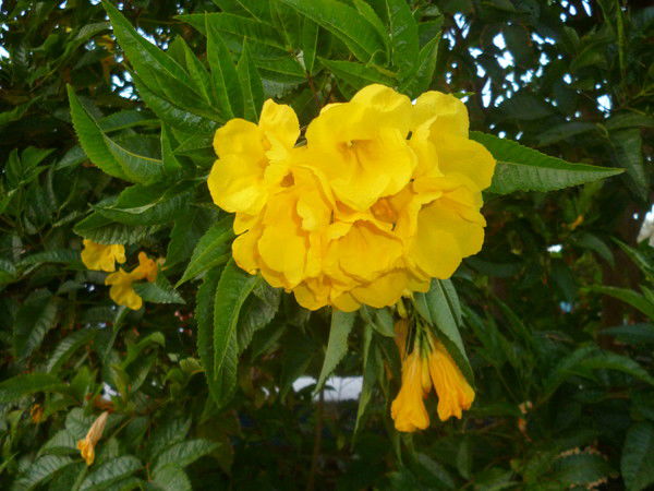 Наталья Бойко