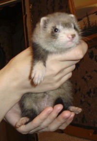 Анютка Типтенко