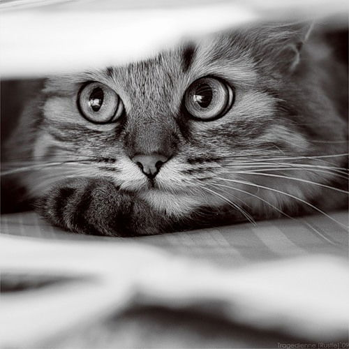 Андрей Булаев