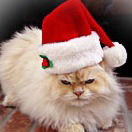 Анастасия Килюшик