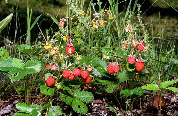 Юлия Рубаненко