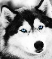 Максим Никулин