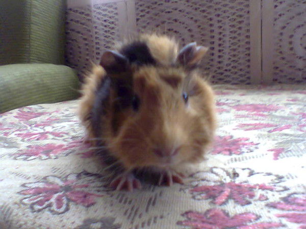 Анатолий Костоусов