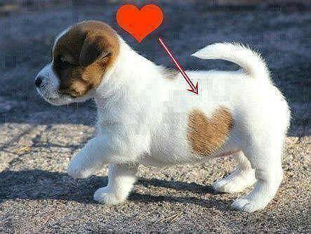 Коля Бобрицкий