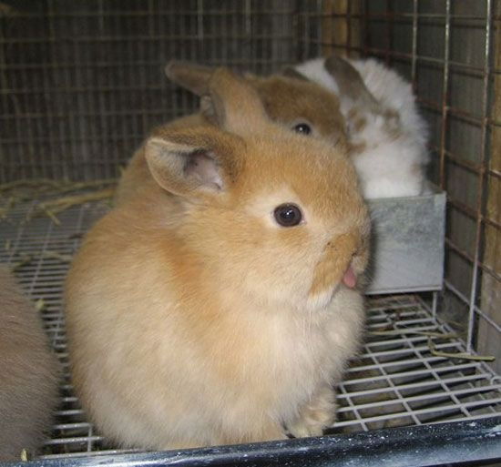 Александра Воробьёва