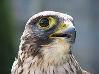 Коля Демьяненко