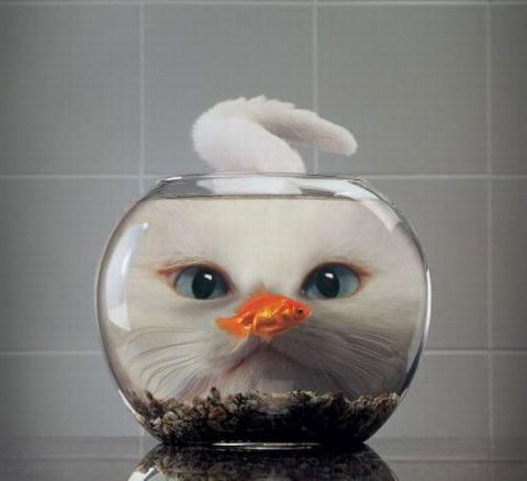 Светлана Костенко