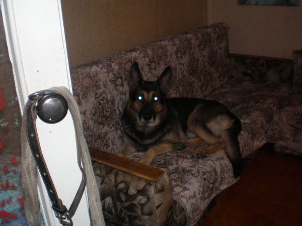 Cокол Соколова