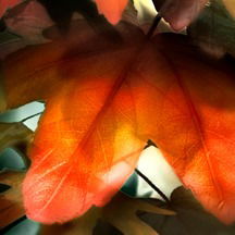 Наталия Алексеенко