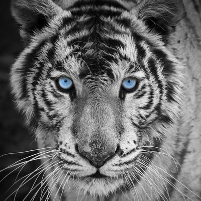 Александр Берг