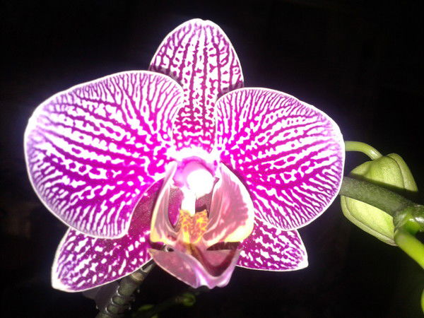 Ирина Золото