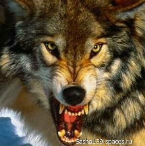 Владимир Павленко