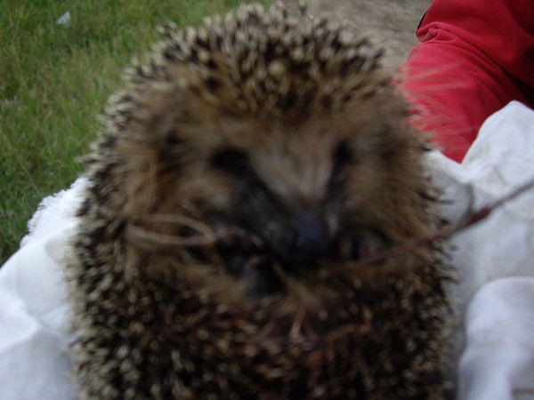 Павел Андреев