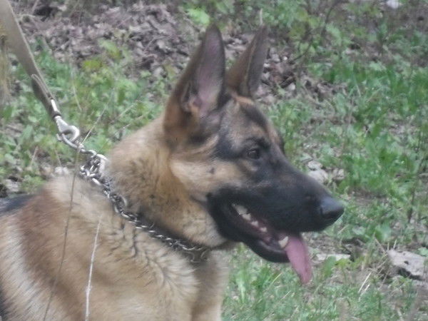 Виола Ерохина