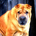 Юрий Бравчук