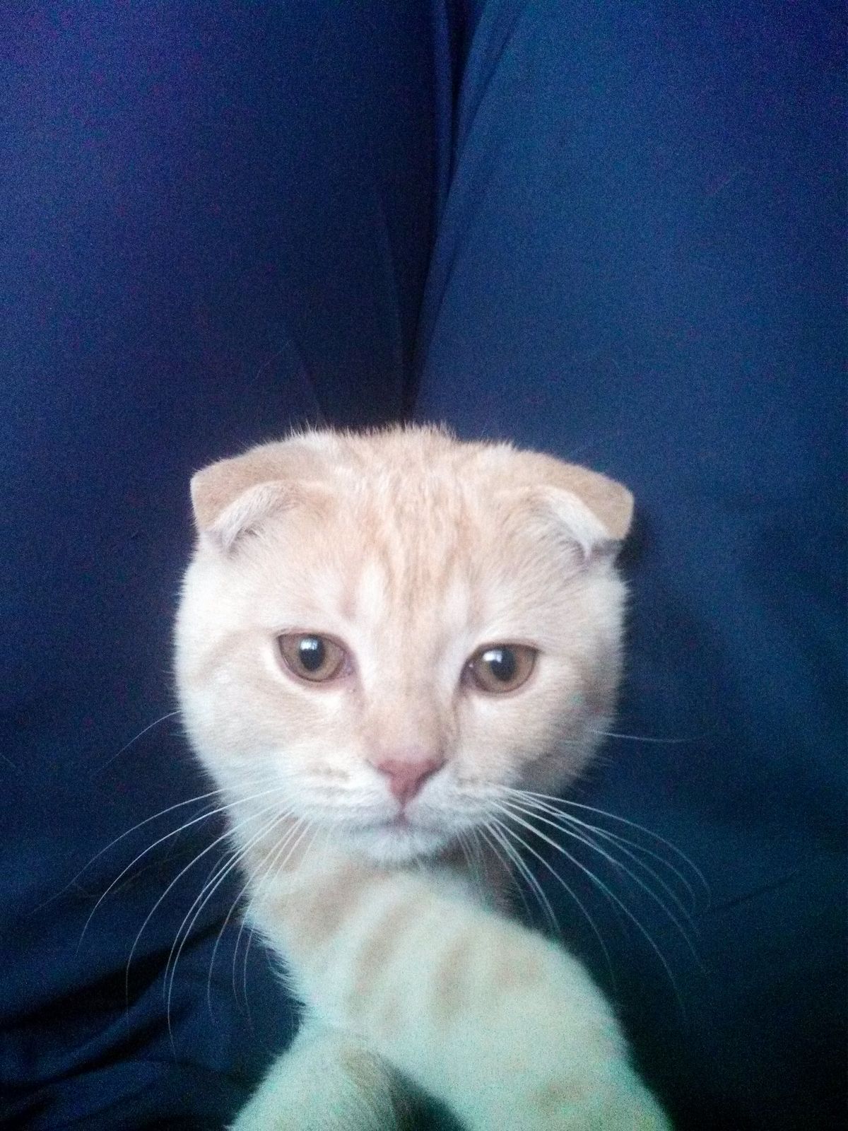 Максим Лавров