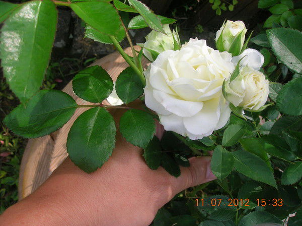 Оксана Киско