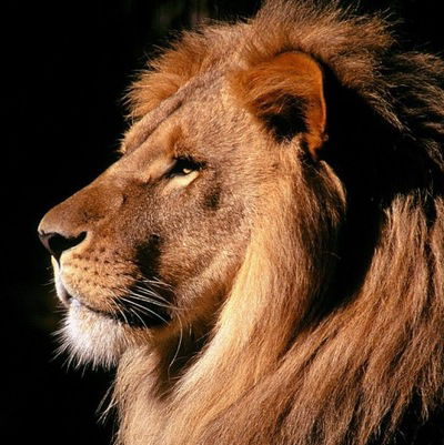 Юра Стрельский