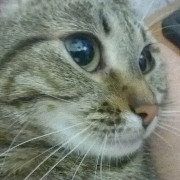 Андрей Петровичь