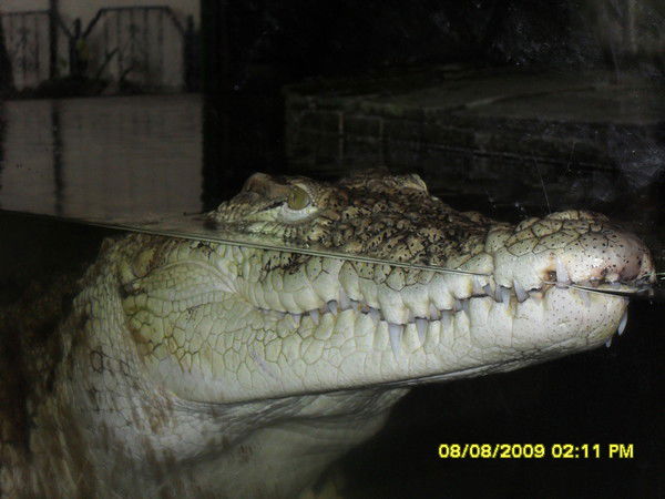 Леонид Карпиленко