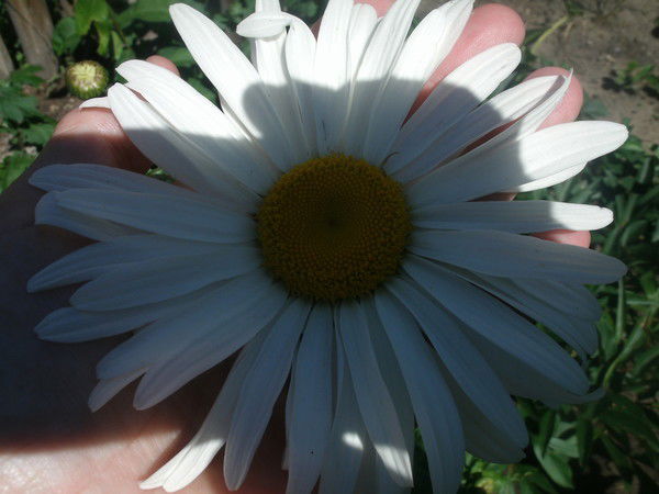 Роза Харитонова