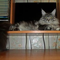 Пётр Белинский