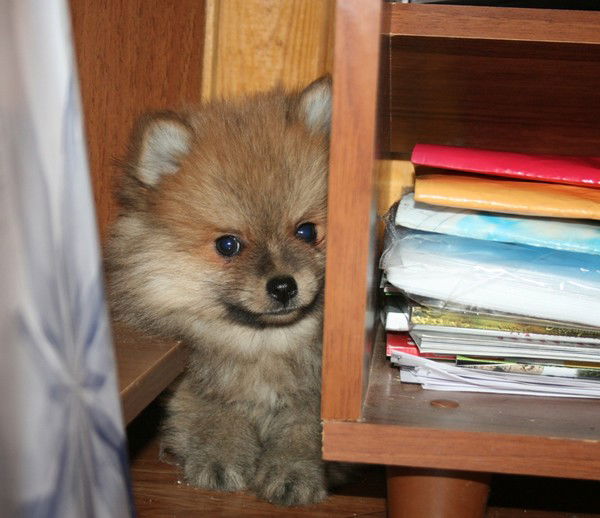 Елена Шумилова