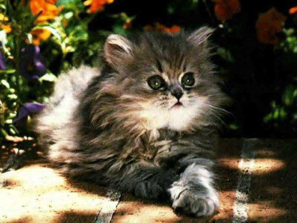 Елена Севостьянова