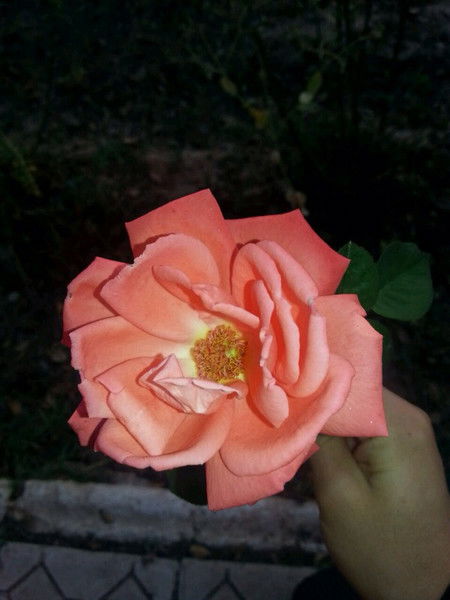 Нургуль Кукиежан Акели