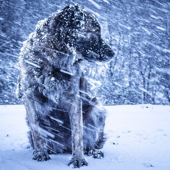 Сороконожка Многоярусная