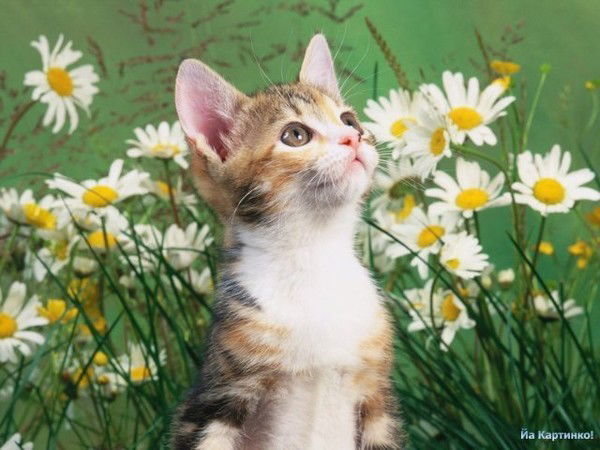 Нежнаятольк Твоя Я