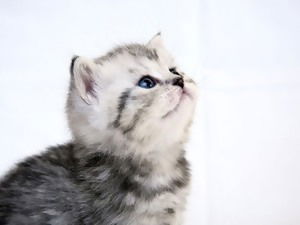 Юлия Громовая